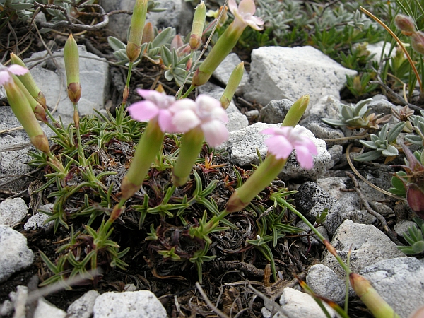 Dianthus sylvestris